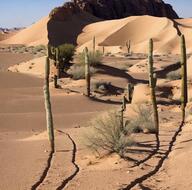 angry cactus closed_mouth desert glasses hair lips meta:ai_generated nature rock sand soyjak variant:chudjak // 1170x1159 // 199.3KB
