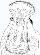 animal glasses hippopotamus open_mouth stubble transparent_background variant:hippojak // 450x622 // 84.3KB