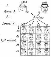 closed_mouth cyrillic_text derp_(meme) genetics glasses hybrid mendelian_inheritance rage_comic smile soyjak subvariant:chudjak_front variant:chudjak // 711x800 // 55.1KB