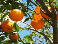 beet beetroot belly_button branch chubby closed_mouth food froot fruit irl irl_background leaf no_glasses orange orange_skin sitting subvariant:wholesome_soyjak tree variant:gapejak // 1920x1440 // 2.7MB