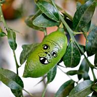 australian_lime citrus citrus_australasica finger_lime food fruit leaf leaves lime plant series:fruiterz! spikes thorns // 1000x1000 // 1.1MB