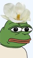 amphibian bald blue_background closed_mouth clothes flower frog green_skin irl lips looking_at_you magnolia nas nas:pepe pepe_the_frog plant series:pepe_hat tshirt // 933x1597 // 380.6KB