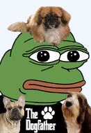 amphibian animal bald closed_mouth clothes dog frog green_skin irl lips looking_at_you nas nas:pepe pepe_the_frog pet transparent_background tshirt // 1008x1479 // 770.9KB