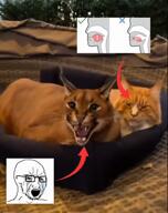 animal cat crying glasses irl mewing open_mouth soyjak stubble variant:soyak // 764x960, 7.7s // 793.9KB