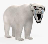 animal bear bloodshot_eyes crying ear glasses irl open_mouth polar_bear series:animaljaks soyjak stretched_mouth stubble variant:soyak // 773x706 // 399.3KB