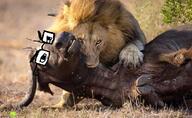 buffalo lion variant:chudjak // 750x461 // 563.5KB