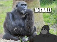 animal black_skin cleft_chin closed_mouth ear gorilla grey_skin kuzdif_(user) looking_to_the_left realistic smile subvariant:mexiaryan transparent_background tree turkish_text variant:meximutt // 1242x918 // 1.8MB