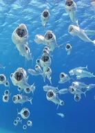fish meta:nas open_mouth // 1135x1578 // 1.1MB