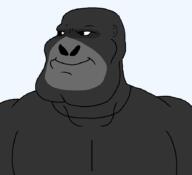 animal artist:crimsonvoidhydra1488 black_skin cleft_chin closed_mouth ear gorilla grey_skin looking_to_the_left smile subvariant:mexiaryan transparent_background variant:meximutt // 886x807 // 19.4KB