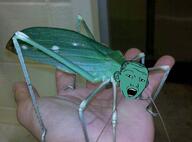 bug ear grasshopper green_skin hair hand irl open_mouth soyjak variant:kuzjak // 604x446 // 387.4KB