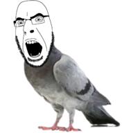 beard bird cobson_face eyebrows glasses head open_mouth pigeon stubble variant:cobson // 1280x1280 // 574.5KB