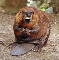 angry animal beaver crazed full_body glasses irl open_mouth soyjak stubble variant:feraljak // 440x442 // 472.9KB