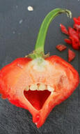 food irl objectsoy open_mouth pareidolia pepper variant:snoojak vegetable // 750x1247 // 600.6KB