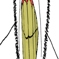 animated antenna bbc clenched_teeth ear glasses queen_of_spades soyjak stretched_mouth stubble variant:cobson yellow_teeth // 378x1200 // 171.7KB