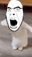 animal animated bald cat dance ext=gif glasses irl irl_background open_mouth soyjak spanish_text stubble text variant:cobson // 211x373 // 1.8MB
