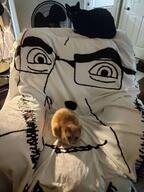 animal blanket cat chair door fan glasses internet_is_leaking irl stubble variant:cobson // 961x1280 // 146.0KB