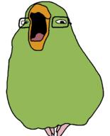 animal bird glasses open_mouth parrot soyjak variant:markiplier_soyjak // 500x620 // 58.9KB