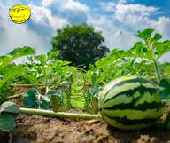 dew farm food fruit growing happy healthy melonjak subtle sunny variant:gapejak water watermelon wet wholesome // 1200x1007 // 1.7MB