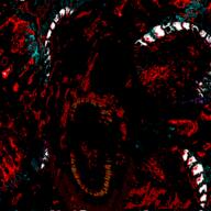 mouth_open no_glasses open_mouth scary_creepypasta stubble // 1000x1000 // 714.7KB