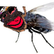 brown_skin bug fly hanging jartyfly rope series:jartybug subvariant:jartycuck trend:jartycuck variant:chudjak // 500x500 // 55.6KB