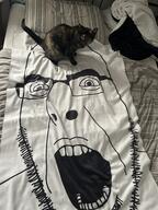 animal bed blanket cat glasses irl open_mouth pillow soyjak stubble variant:cobson // 3024x4032 // 2.9MB