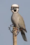 animal beak bird brown_eyes dove glasses irl mustache no_eyebrows oekaki open_mouth pencil_drawing redraw soyjak stubble variant:a24_slowburn_soyjak // 1200x1800 // 1.5MB