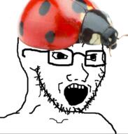 bug clothes glasses hat ladybug open_mouth soyjak stubble variant:soyak // 505x531 // 200.8KB