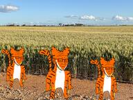 3soyjaks arm eating full_body its_over leg orange_skin paw photo sad stripes tail text tiger variant:soyak wheat wheat_field // 2500x1875 // 6.0MB