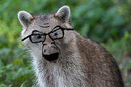 glasses open_mouth racoon soyjak variant:feraljak // 612x407 // 45.8KB
