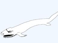 animal variant:unknown // 2048x1536 // 30.2KB