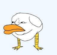 duck series:animaljaks variant:meximutt // 888x849 // 24.3KB