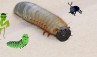 animal animation badass bug cool creatures dance grass happy insects lovebug music nature smv subvariant:branigger sweet variant:brandon variant:chudjak variant:cobson variant:markiplier_soyjak video wholesome // 1804x1080, 52.8s // 45.2MB