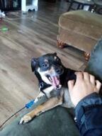 dog is_a_FUCKING_SOYJAK meta:janny_why_the_FUCK_DID_YOU_ACCEPT_THIS meta:nas // 191x255 // 9.6KB