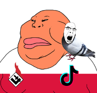 bird falangism narrow_eyes nigger_lips obese orange_skin pigeon poland series:muttvariants_from_meximutt series:muttverse subvariant:chinkmutt tiktok variant:cobson variant:meximutt wigger // 888x849 // 160.9KB