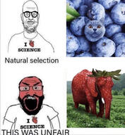 2soyjaks animal blueberry cat ear elephant food fruit glasses heart i_love open_mouth pussymouth red_skin science smile soyjak strawberry strawberry_elephant stubble subvariant:science_lover text this_was_unfair variant:markiplier_soyjak variant:microplasticsjak // 1080x1170 // 813.0KB
