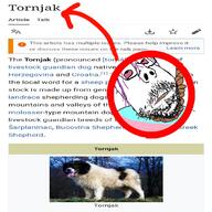 bloodshot_eyes clenched_teeth dog glasses hair hanging meme pun purple_hair rope soyjak stubble subvariant:scholar suicide tornjak tranny variant:gapejak wikipedia yellow_teeth // 1080x1080 // 268.4KB