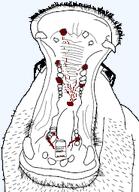 animal animated blood chomping ext=gif frown glasses hippo jar missing_teeth soyjak_teeth stubble variant:hippojak // 185x255 // 26.1KB