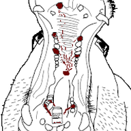 animal animated blood chomping ext=gif frown glasses hippo jar missing_teeth soyjak_teeth stubble variant:hippojak // 185x255 // 26.1KB