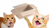 animal box cat irl meta:nas open_mouth soy_parody variant:two_pointing_soyjaks // 1280x720 // 90.0KB