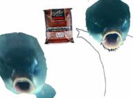 animal arm bait cyrillic_text fish hand irl open_mouth pointing soyjak stubble variant:two_pointing_soyjaks // 1080x795 // 847.6KB