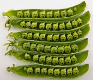 food glasses multiple_soyjaks open_mouth pea series:fruiterz! soyjak stubble variant:soyak vegetable // 1200x1036 // 2.7MB