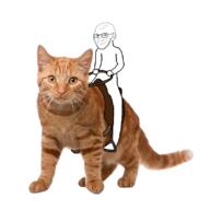 animal cat closed_mouth ear full_body glasses holding_object irl looking_to_the_right riding saddle smirk smug soyjak stubble variant:soyak // 800x800 // 313.0KB