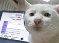 animal cat laptop meta:tagme serious serious_cat sleeping soyjak_party variant:feraljak // 498x367 // 260.6KB