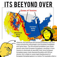 bee bees blacked chud crying its_over orange_skin queen_of_hearts rape sex subvariant:hornyson text variant:cobson yellow_skin // 1920x1920 // 1.7MB