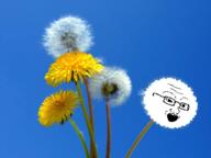 dandelion flower glasses irl irl_background objectsoy open_mouth plant sky soyjak variant:soyak // 600x449 // 210.1KB