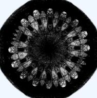 circle hair multiple_soyjaks open_mouth subvariant:schizojak teeth variant:markiplier_soyjak // 2014x2043 // 459.1KB