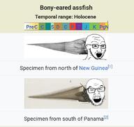 2soyjaks bony_eared_assfish fish holocene new_guinea panama soyjak variant:feraljak variant:soyak wikipedia yext // 1138x1080 // 82.9KB
