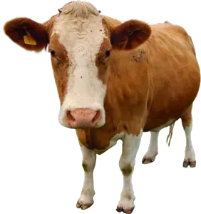 1280px-Brown-Guernsey-cow-png.png