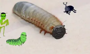 grub dance.mp4