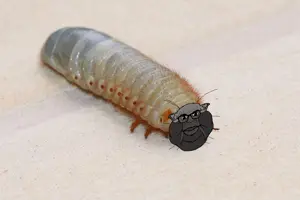 Grub.png